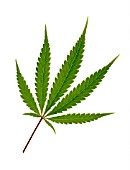 CANNABIS SATIVUM, CANNABIS, HEMP