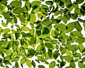 FAGUS SYLVATICA, BEECH