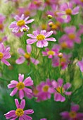 COREOPSIS ROSEA ‘AMERICAN DREAM’, COREOPSIS