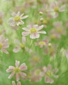 COREOPSIS ROSEA ‘AMERICAN DREAM’, COREOPSIS