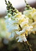 ANTIRRHINUM ‘ROYAL BRIDE’, SNAPDRAGON