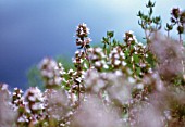 THYMUS VULGARIS, THYME