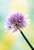 ALLIUM SCHOENOPRASUM, CHIVE