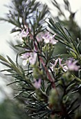 ROSMARINUS OFFICINALIS, ROSEMARY