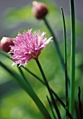 ALLIUM SCHOENOPRASUM, CHIVE