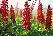 LUPINUS ‘MORELLO CHERRY’, LUPIN