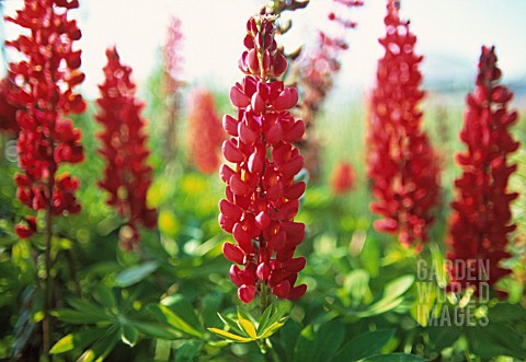 LUPINUS_MORELLO_CHERRY_LUPIN