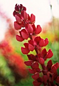 LUPINUS ‘MORELLO CHERRY’, LUPIN