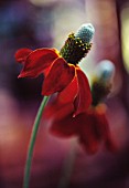 RATIBIDA ‘RED MIDGET’, MEXICAN HAT