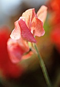 LATHYRUS ODORATUS ‘ORANGE DRAGON’, SWEET PEA