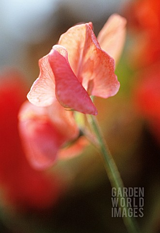 LATHYRUS_ODORATUS_ORANGE_DRAGON_SWEET_PEA