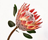 PROTEA CYNAROIDES, KING PROTEA