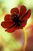 COSMOS ATROSANGUINEUS, COSMOS - CHOCOLATE COSMOS