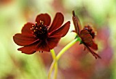 COSMOS ATROSANGUINEUS, COSMOS - CHOCOLATE COSMOS