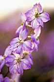 CONSOLIDA ‘FROSTED SKIES’, LARKSPUR