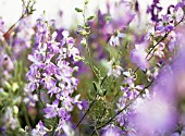 CONSOLIDA ‘FROSTED SKIES’, LARKSPUR