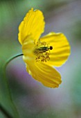 MECONOPSIS CAMBRICA, POPPY - WELSH POPPY