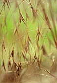 STIPA GIGANTEA, GOLDEN OATS