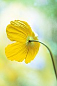 MECONOPSIS CAMBRICA, POPPY, WELSH POPPY