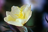 OENOTHERA ‘LEMON SUNSET’, EVENING PRIMROSE