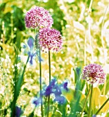 ALLIUM STIPITATUM, ALLIUM