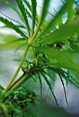 CANNABIS SATIVUM, CANNABIS, HEMP