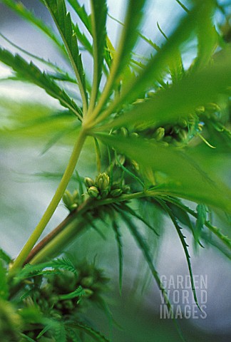 CANNABIS_SATIVUM_CANNABIS_HEMP