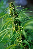 CANNABIS SATIVUM, CANNABIS, HEMP