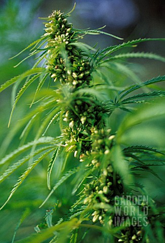 CANNABIS_SATIVUM_CANNABIS_HEMP