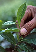 CAMELLIA SINENSIS, TEA PLANT