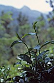 CAMELLIA SINENSIS, TEA PLANT