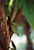 THEOBROMA CACAO, COCOA BEAN