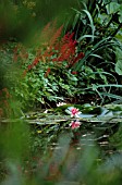 NYMPHAEA, WATER LILY