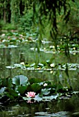 NYMPHAEA, WATER LILY