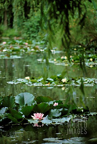 NYMPHAEA_WATER_LILY