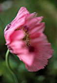 PAPAVER SOMNIFERUM, POPPY - OPIUM POPPY