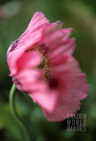 PAPAVER_SOMNIFERUM_POPPY__OPIUM_POPPY