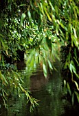 SALIX BABYLONICA, WILLOW - WEEPING WILLOW