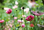 PAPAVER SOMNIFERUM, POPPY - OPIUM POPPY