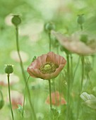 PAPAVER SOMNIFERUM, POPPY - OPIUM POPPY