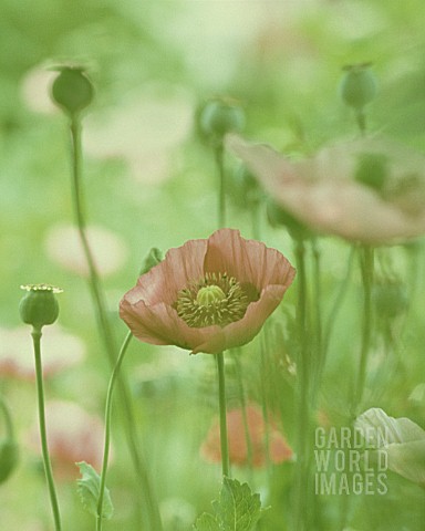 PAPAVER_SOMNIFERUM_POPPY__OPIUM_POPPY