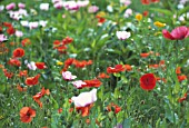 PAPAVER SOMNIFERUM, POPPY - OPIUM POPPY