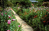 PAPAVER SOMNIFERUM, POPPY - OPIUM POPPY