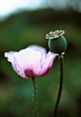 PAPAVER SOMNIFERUM, POPPY - OPIUM POPPY