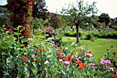 PAPAVER, POPPY