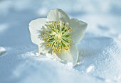 HELLEBORUS NIGER, CHRISTMAS ROSE