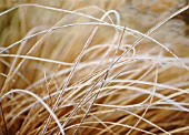 CAREX COMANS, BRONZE NEW ZEALAND HAIR SEDGE