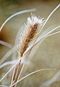 PENNISETUM ALOPECUROIDES, FOUNTAIN GRASS