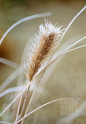 PENNISETUM_ALOPECUROIDES_FOUNTAIN_GRASS