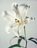 LILIUM, LILY